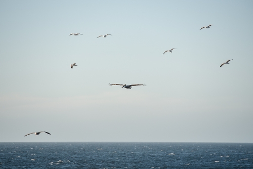 PUNTA DE LOBOS